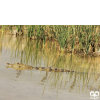 گونه کروکودیل پوزه کوتاه Mugger Crocodile